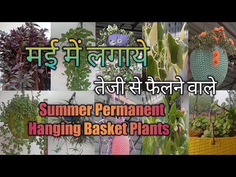 May me Lagaye10 Permanent Summer Hanging Basket Plants|| Hanging Basket Plants in Summer||