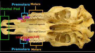 Bovine Dentition