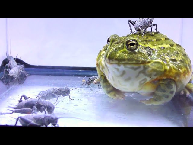 As a result of throwing a large amount of crickets in front of the