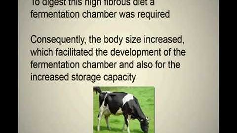 Evolution of Rumen Digestion...