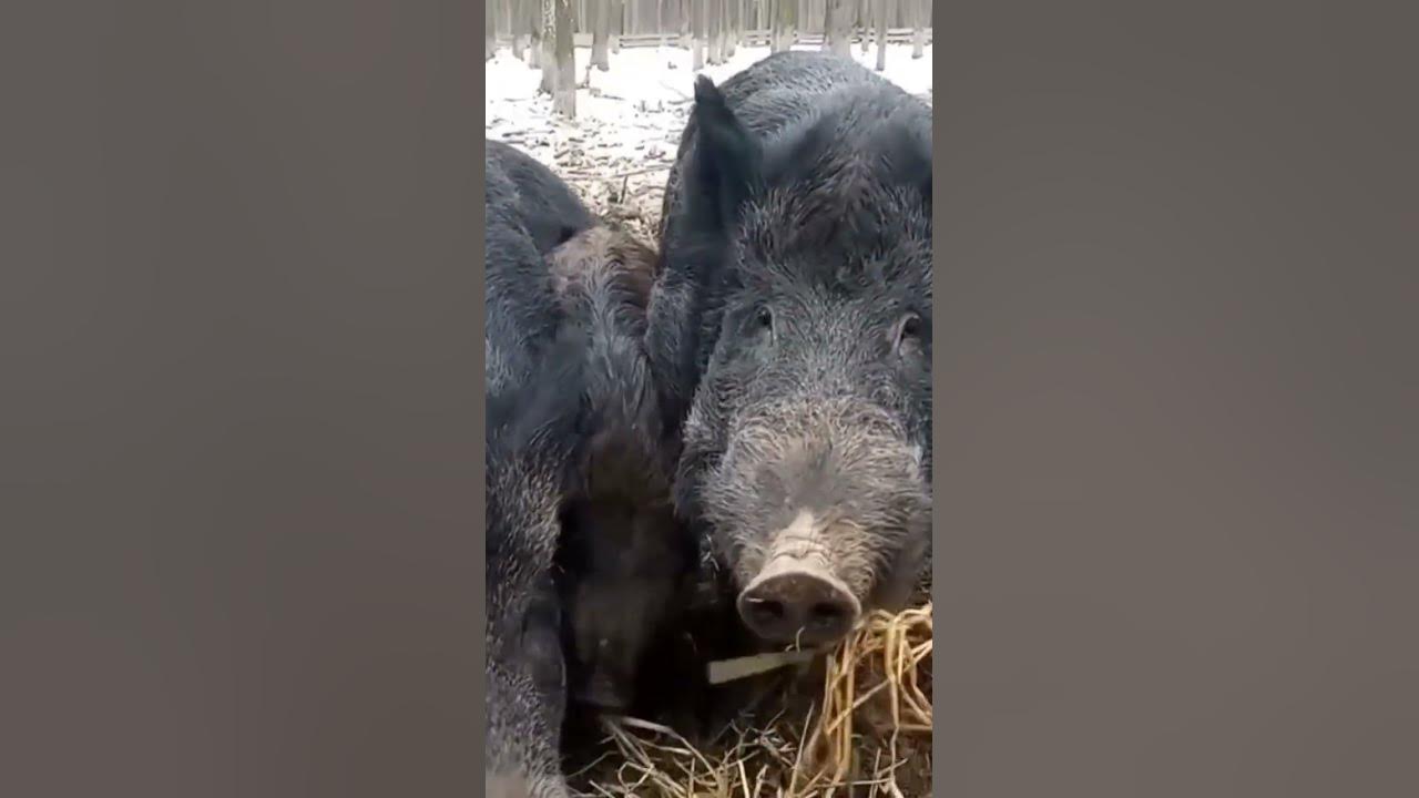 Трохи дикі свині 🐗 - YouTube