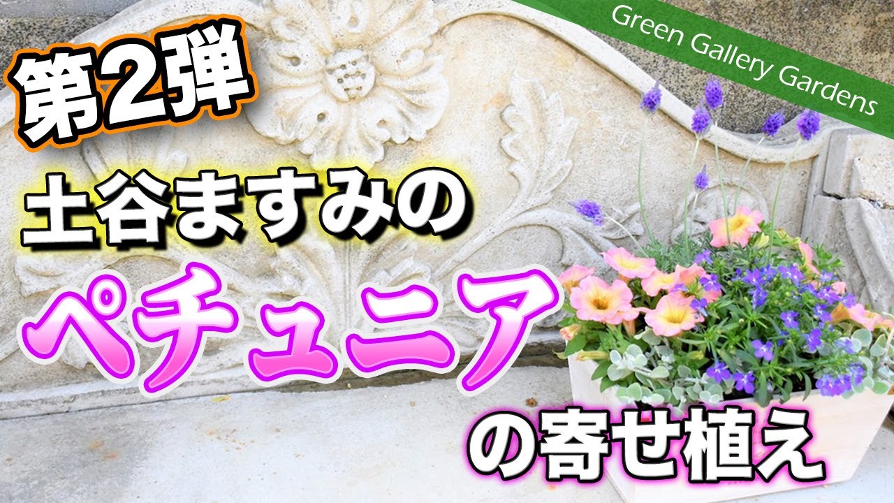 ペチュニアの寄せ植え】土谷先生の春の寄せ植え第2弾！【園芸