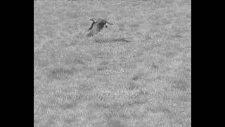 Bird/Crow Flying in Slow Motion (Grayscale)
