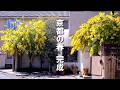 【2026🌼京都】今しか見れない満開のミモザ3選、京都で今、一番美しい場所へ行ってきました | #京都観光 #ミモザ #京都Vlog #京都パン屋 #Solo