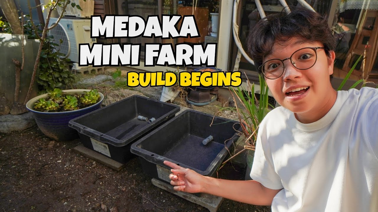 Building a Medaka Mini Farm in my Backyard!