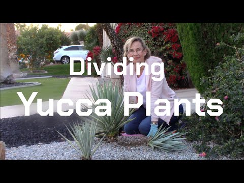 Video: Yucca-planten scheiden: leer hoe je een Yucca splitst