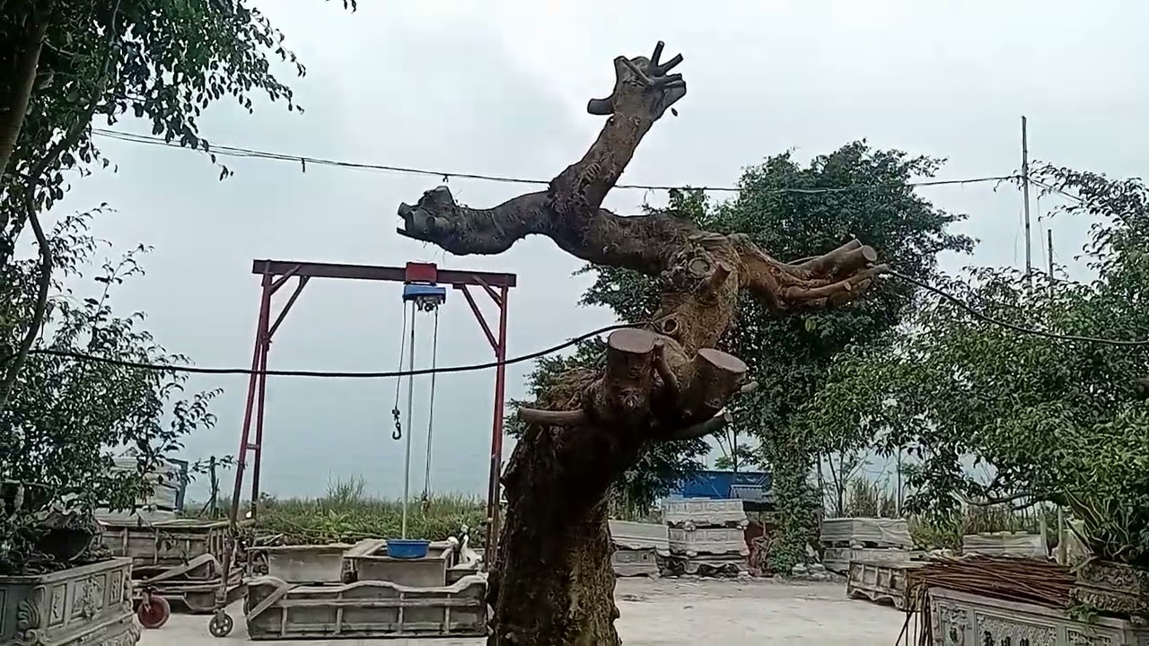 thăm vườn cây hàng trăm tỷ 