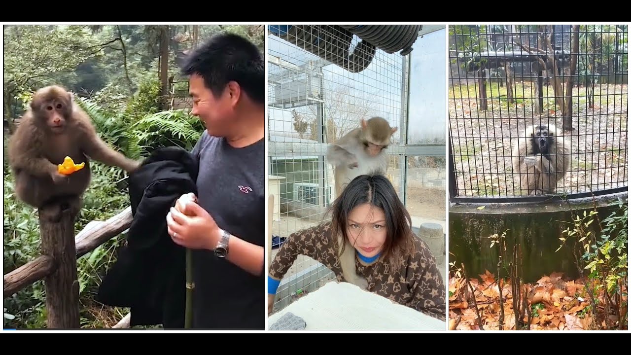 The most aggressive monkey onYouTube vol.1-try to not laugh