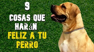 9 COSAS que Harán FELIZ a tu PERRO