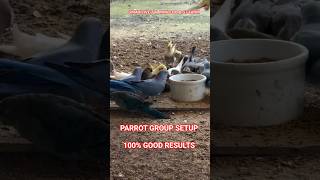 parrot / fancy birds / fancy bird / fancy parrot / parrot / birds / breeding pair #birds #parrot #tv