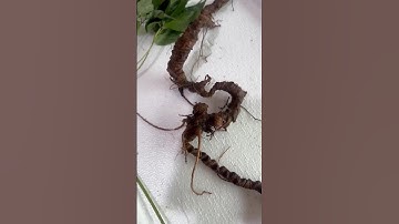 #sâm_ngọc_linh_rừng 310gram 2 củ sâm ngọc linh rừng xịn #sâm_ngọc_linh_rừng #sâm #sâm_ngọc_linh_rừng