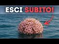 Se vedi questi fiori nel mare, nuota via velocemente