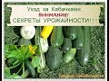 Огородничество. Выпуск #35 - Уход за Кабачками. ВНИМАНИЕ! Секреты УРОЖАЙНОСТИ!