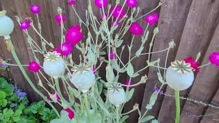 Opium poppy seed pods