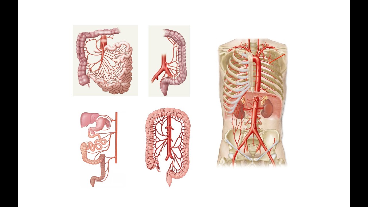 Sindirim Kanalının Arter ve Sinirleri - 1. Bölüm [Teorik]