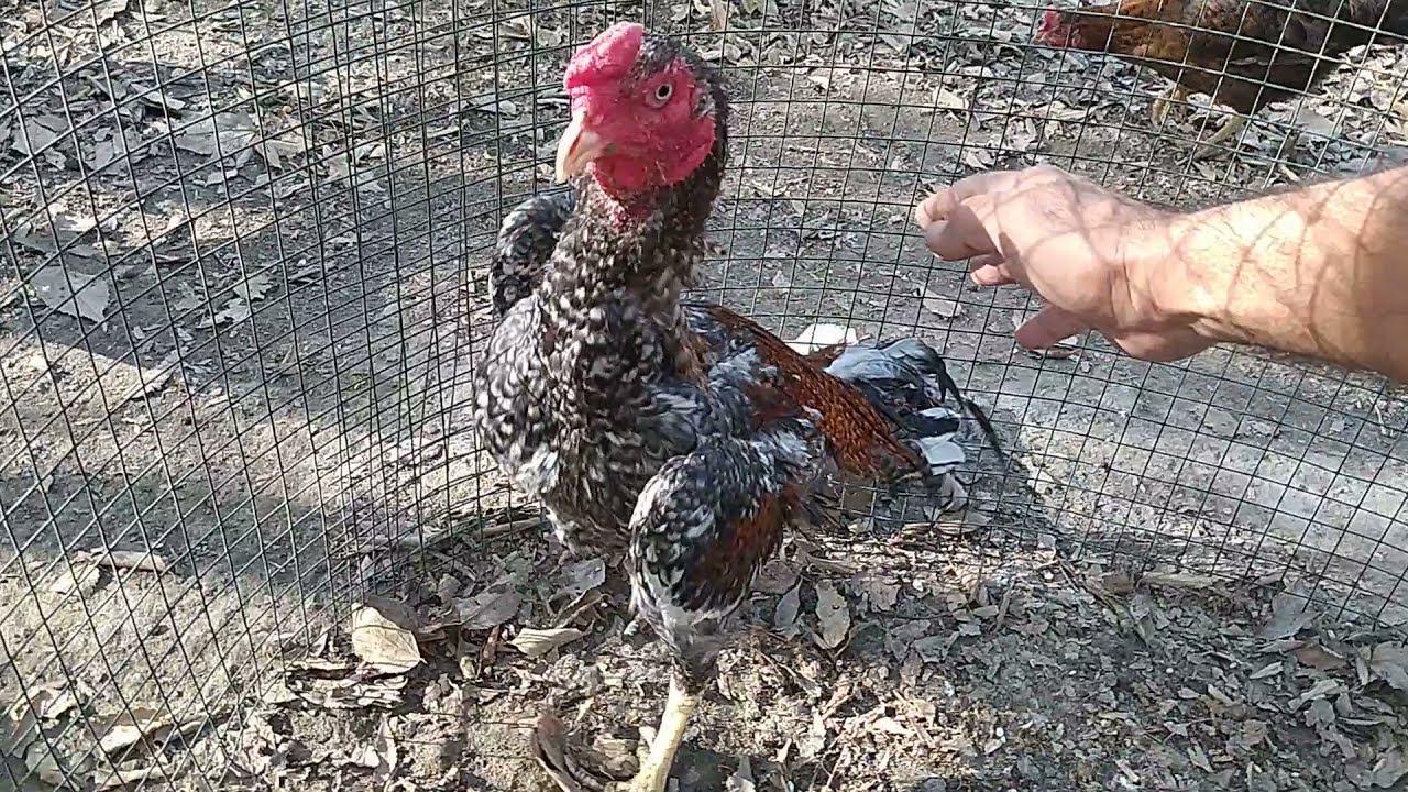 Damızlık Hint horozumun tavuklarla bulusmasi