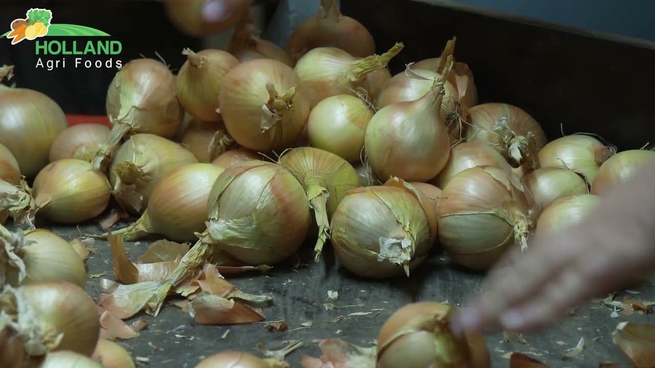 Our onion sorting line