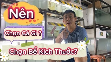 Hướng Dẫn Nuôi Lóc Tập 1 : Chọn Bể Kích Thước Như Nào , Chọn Cá Ra Sao ?