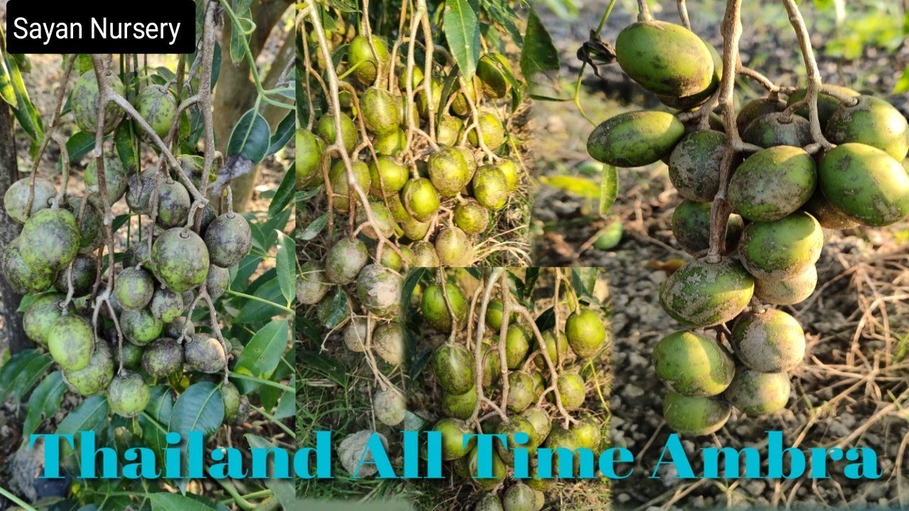 Thailand All Time Ambara And Available🌱 Plant's And Sayan Nursery ...