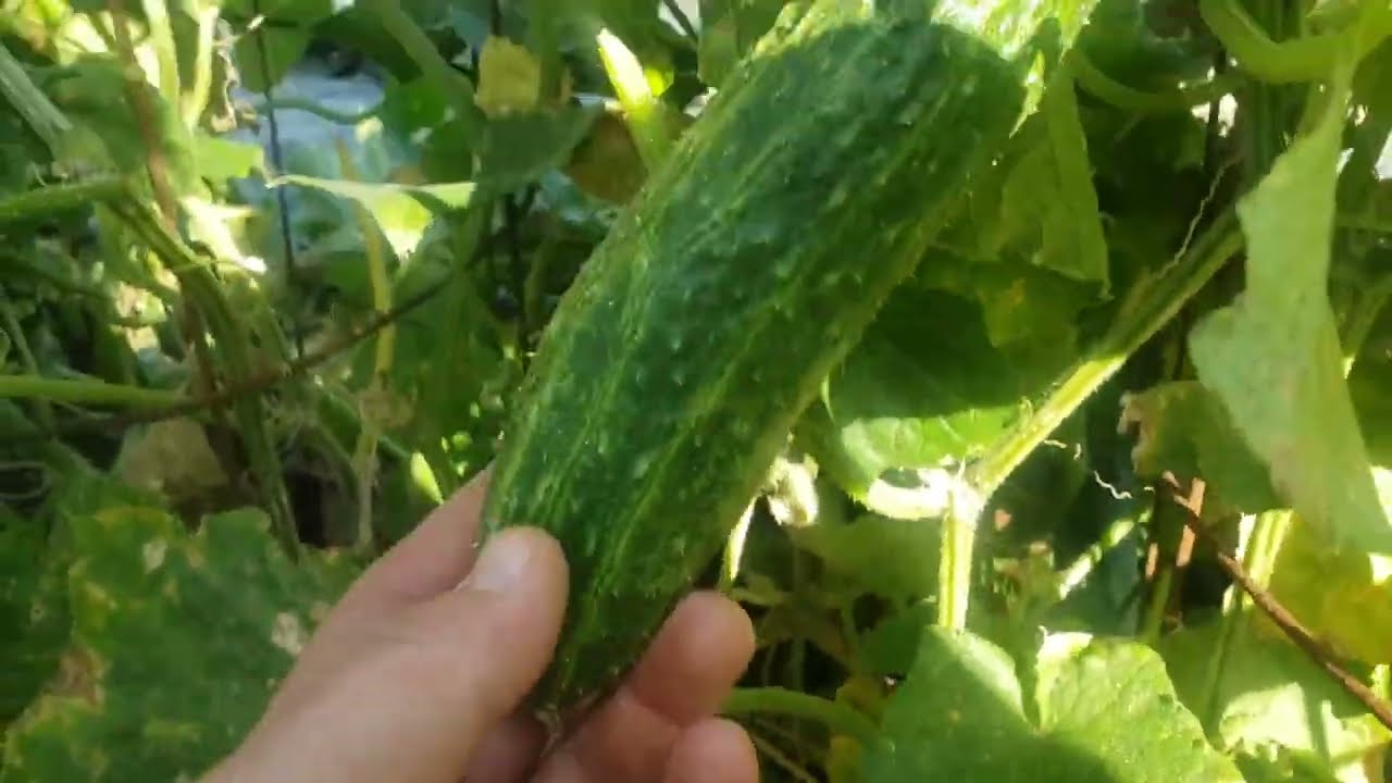 Suyo Cucumber Review. 