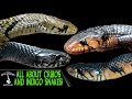 ALL ABOUT CRIBOS AND INDIGO SNAKES!