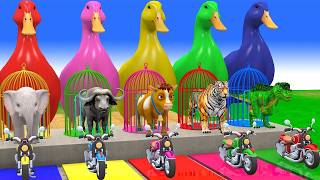 Long Slide Game With Cow Elephant Gorilla Hippopotamus Tiger 3D Animal Game Funny 3D Animalsvideo
