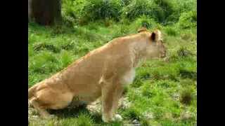 Female Lion Urinating - Paradise Valley Springs Wildlife Park - Rotorua, New Zealand