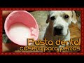 Tip: Pasta dental casera para perro