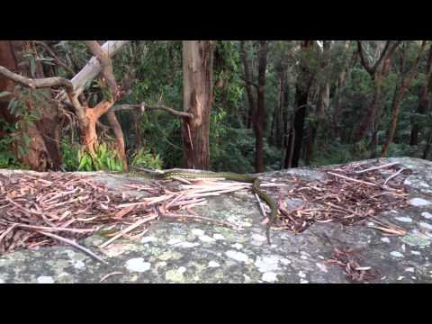 Diamond python relocation #2