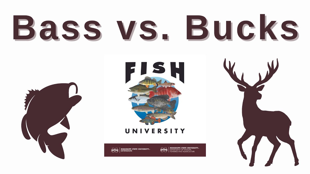 bass-versus-bucks-ft-dr-bronson-strickland-ep-88-fish-university
