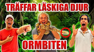 TRÄFFAR LÄSKIGA DJUR - ORMBITEN😱