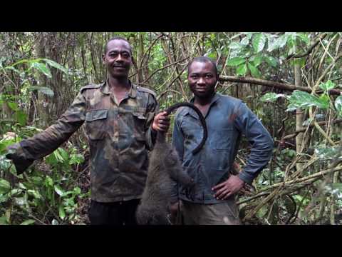 Vidéo: Retrouver Les Origines Des Chimpanzés Sauvés Révèle Une Chasse Aux Chimpanzés Répandue Au Cameroun