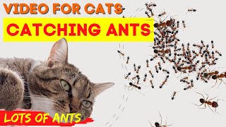 CAT GAMES - Catching REALISTIC Ants! Insect Video For Cats to Watch screenshot 5
