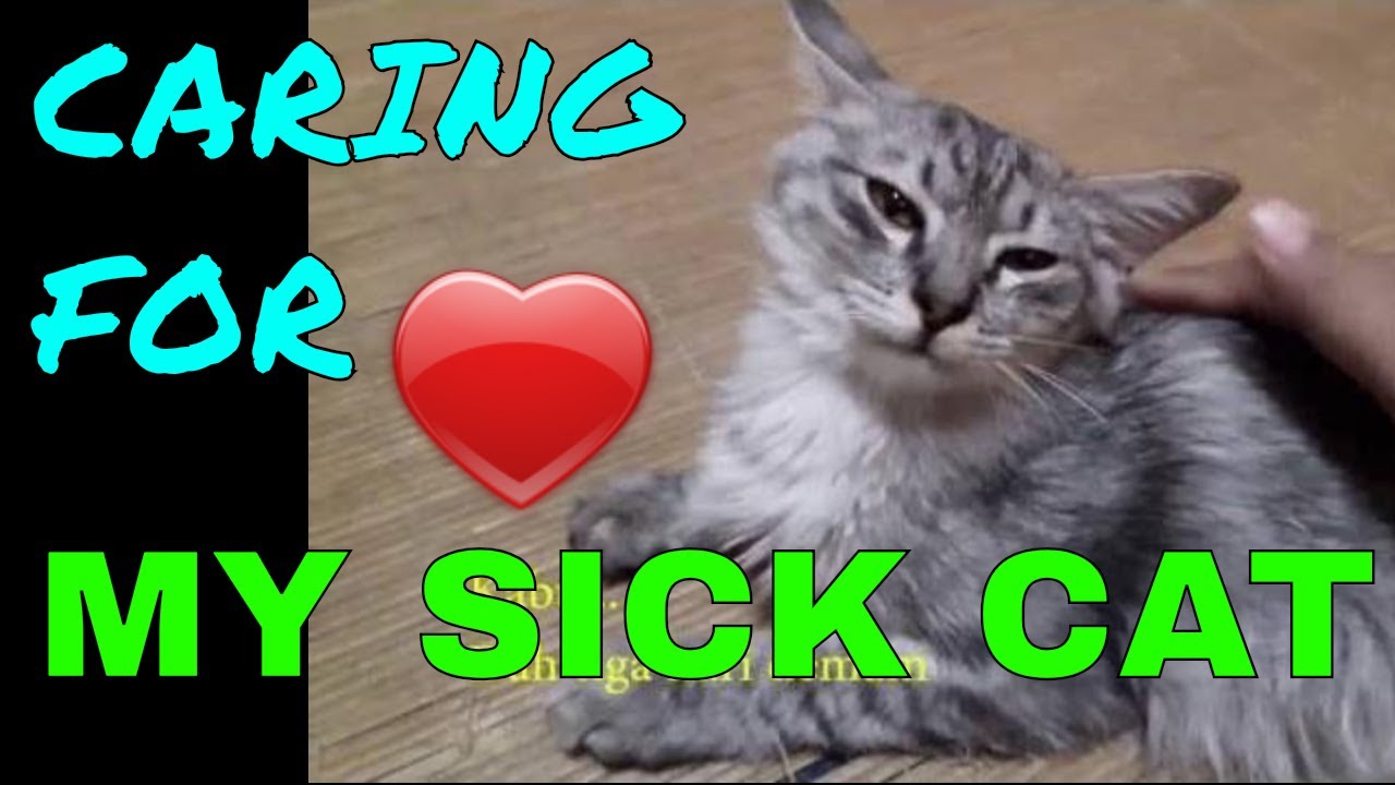 giving-medicine-to-my-sick-cat-youtube