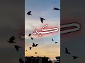 انشودة سانادي 