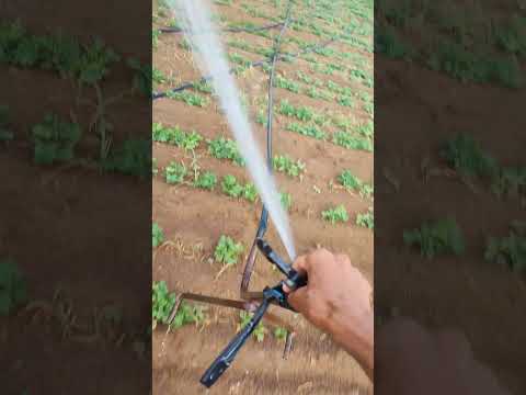 فىاخ او رشاش سقي كوكاو