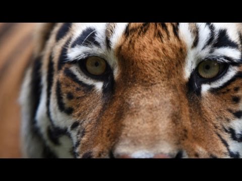 Los tigres &iquest;cerca de extinguirse?