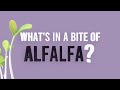 What&#39;s in a Bite of Alfalfa?