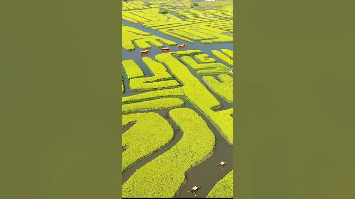 清明假期一日游，看興化千垛油菜花田，人太多了【阿杜游中國】 - 天天要聞