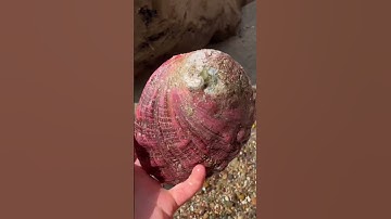 Awesome abalone shell. #beach #shell #abalone