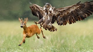 Can King Eagle Hunt A Big Deer ? Animal Attacks