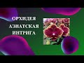 Пересадка орхидеи Азиатская интрига.  В какой- то момент всё пошло не по плану.