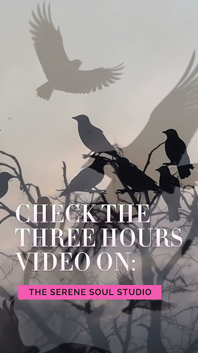 3 Hour Raven and Crow Cawing Sounds for Relaxation and Meditation #shorts #ravens #crows