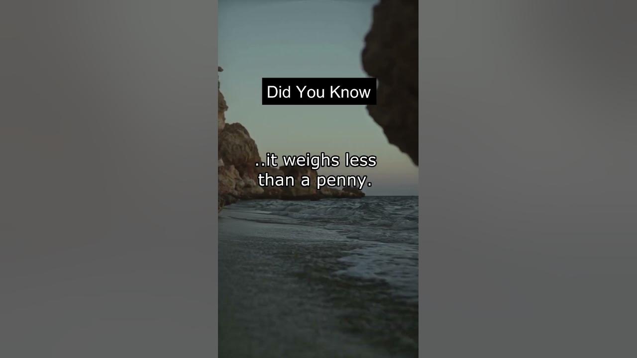 Did you know that 👇 #facts #factshorts #curiosity #didyouknow # ...