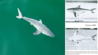 An in Depth Discussion into the Newborn Great White Shark Video