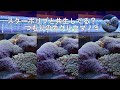 スターポリプと共生してる？つもりのカクレクマノミ