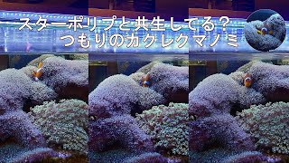 スターポリプと共生してる？つもりのカクレクマノミ