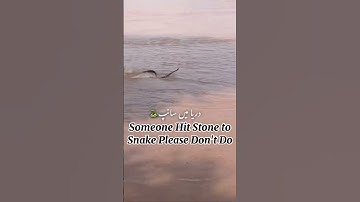 snake in flood water | Don