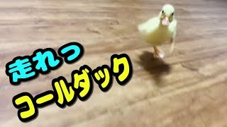 刷り込み成功？！走れっねぎま！！【コールダック】