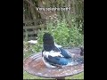 Magpie enjoys a very splashy bath in the birdbath #magpie #birdbath h